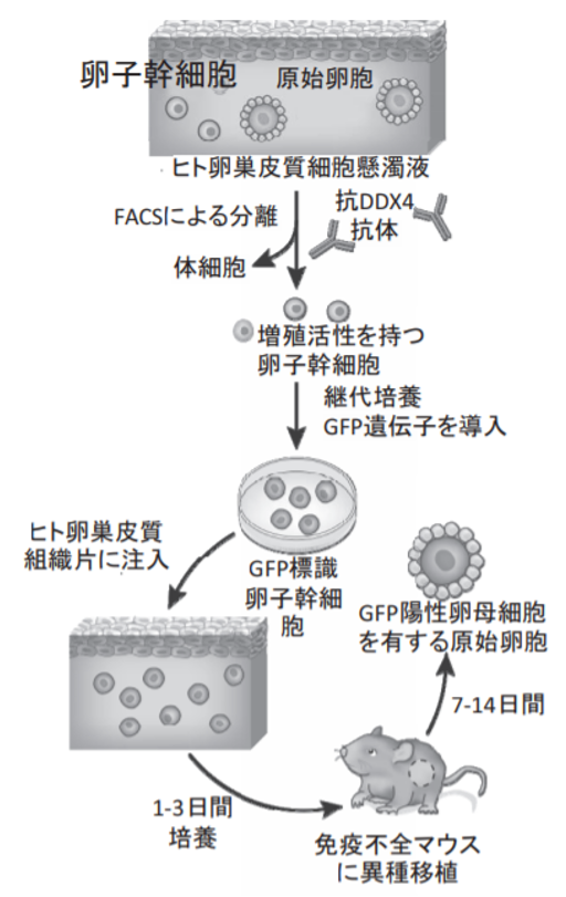 ミトコンドリアを注入する 不妊治療技術 Augment とは 不妊ラボ