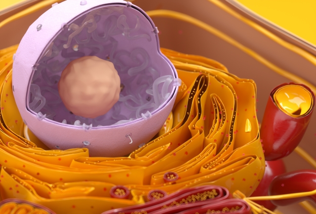 脂肪幹細胞由来のミトコンドリアの追加は、老化卵子の発生率を向上させる