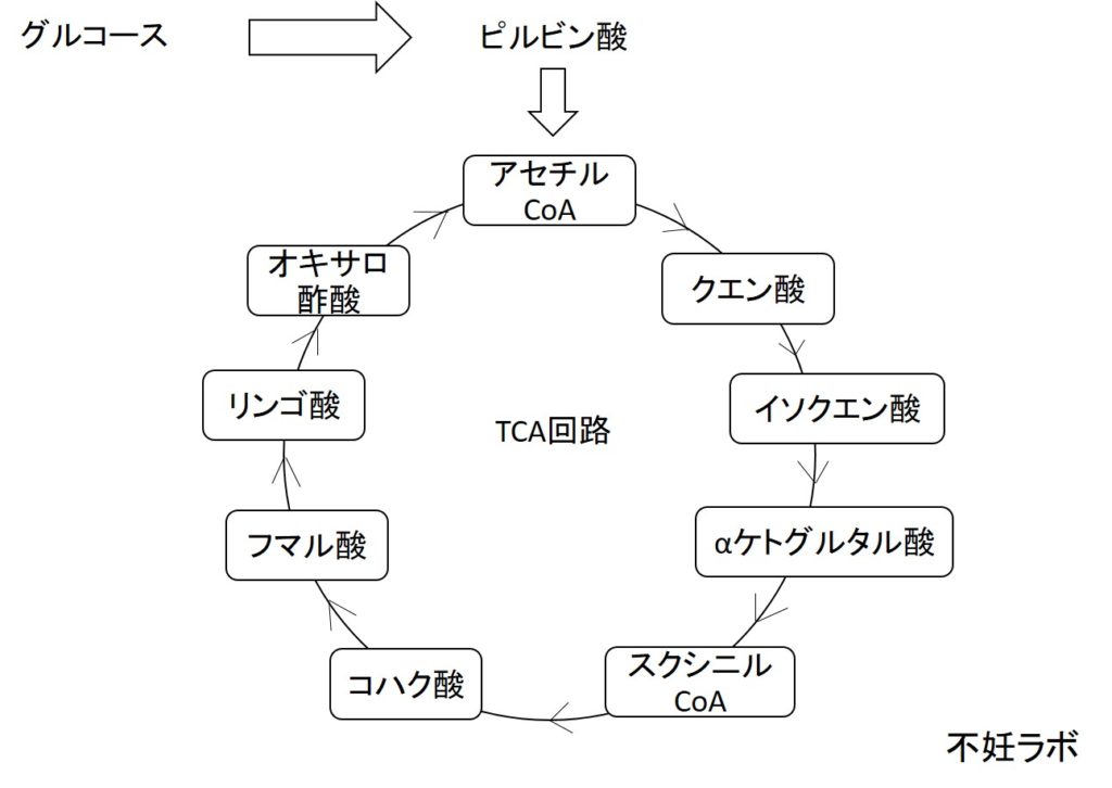 ミトコンドリアで働くクエン酸回路（TCA回路）関連酵素は初期胚発生のZGAを活性化する 不妊ラボ
